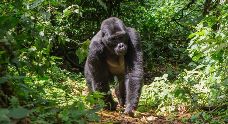 Uganda Bwindi Nationalaprk affe Foto iStock Andrey Gudkov